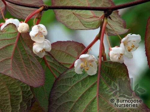 ACTINIDIA   